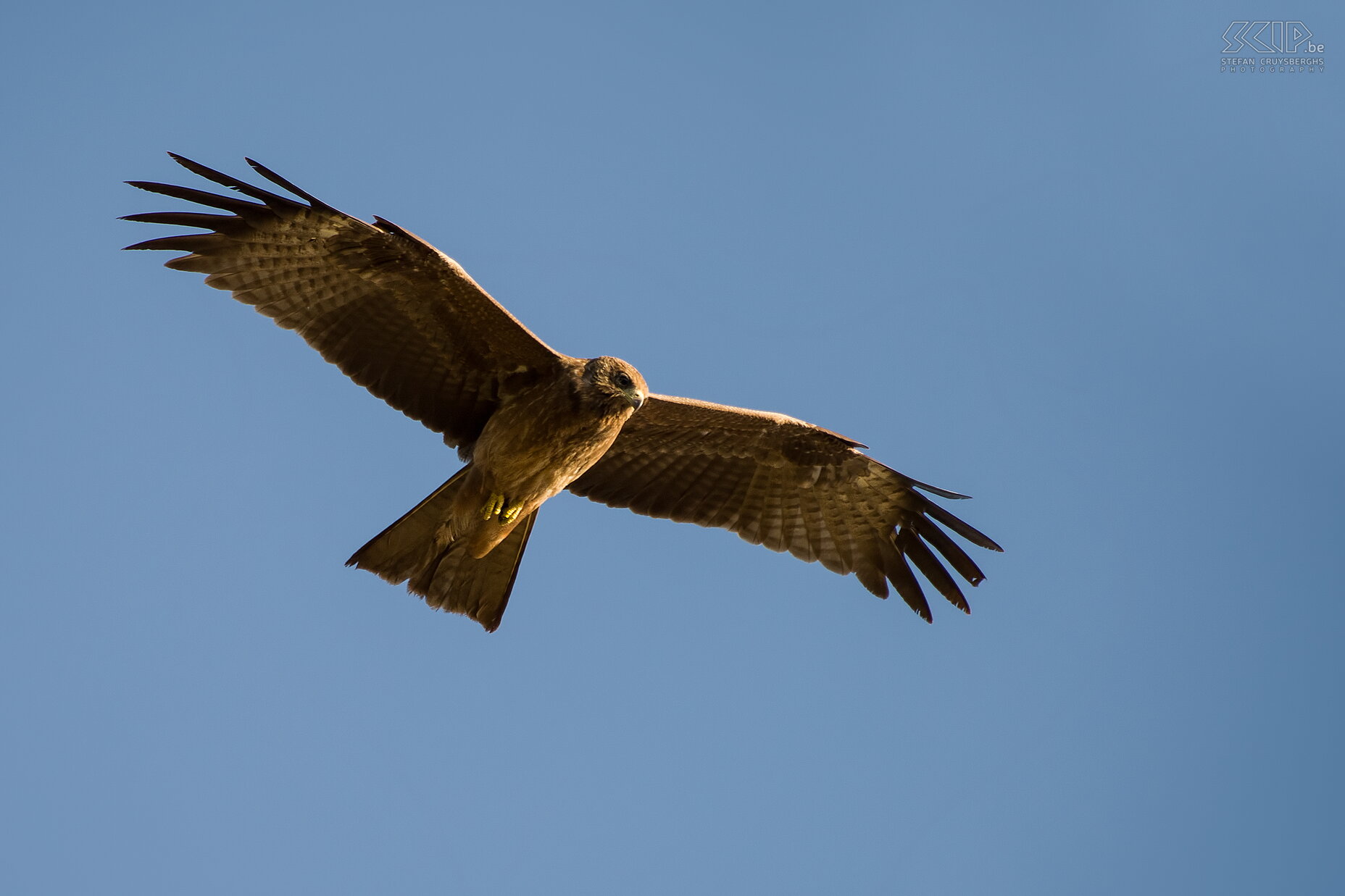 Hudad - Eagle  Stefan Cruysberghs